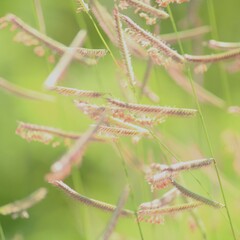 Bouteloua barbata rothrockii