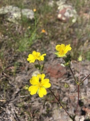 Potentilla crinita