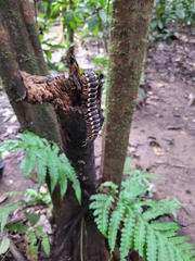Nyssodesmus python