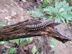 Nyssodesmus python