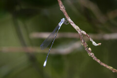 Labidiosticta vallisi