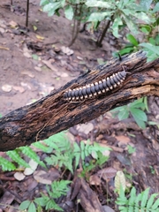 Nyssodesmus python
