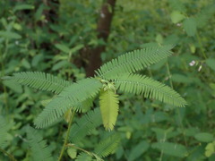 Aeschynomene americana