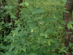 Aeschynomene americana