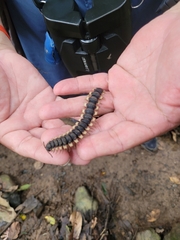 Nyssodesmus python