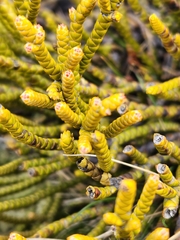 Veronica hectorii demissa