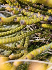 Veronica hectorii demissa