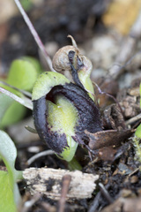 Corybas confusus