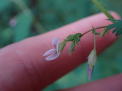 Aeschynomene americana