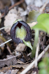Corybas confusus