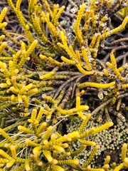 Veronica hectorii demissa