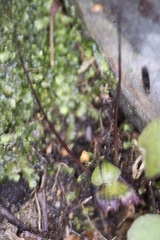 Corybas confusus
