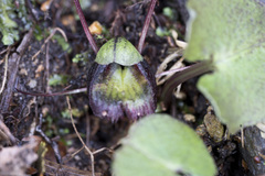 Corybas confusus
