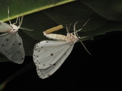 Naxa textilis