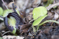 Corybas confusus