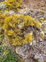 Veronica hectorii demissa