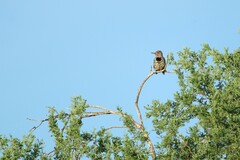 Colaptes auratus