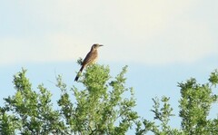 Toxostoma bendirei