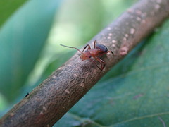 Camponotus rectangularis