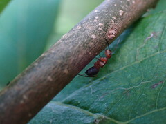 Camponotus rectangularis