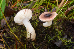 Russula laccata