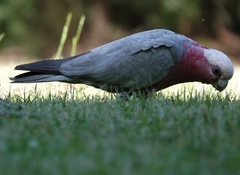 Eolophus roseicapilla albiceps
