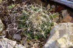 Coryphantha sulcata
