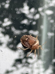 Holcostethus limbolarius