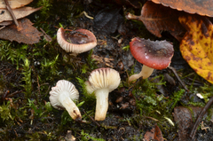 Russula laccata