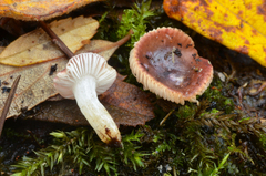 Russula laccata