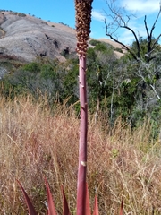 Aloe macroclada image