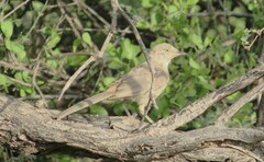 Toxostoma bendirei