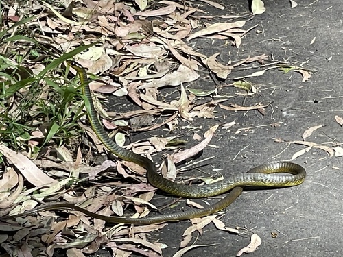 Common Tree Snake sighting