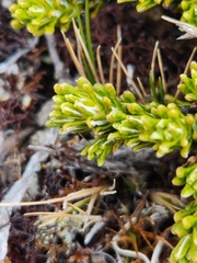 Celmisia ramulosa tuberculata