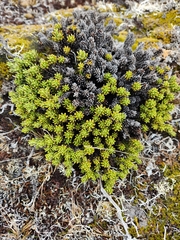 Celmisia ramulosa tuberculata