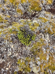 Celmisia ramulosa tuberculata