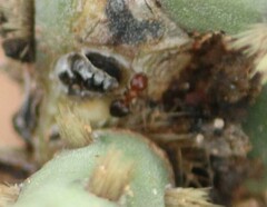 Crematogaster laeviuscula