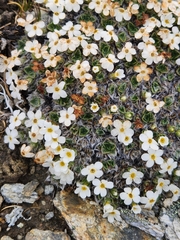 Myosotis pulvinaris