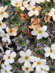 Myosotis pulvinaris