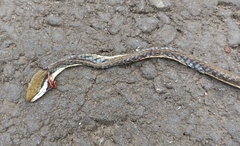 Dendrelaphis girii