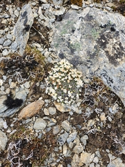 Myosotis pulvinaris