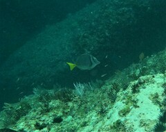 Prionurus laticlavius