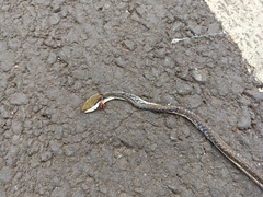 Dendrelaphis girii