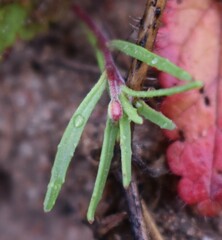 Camissonia strigulosa
