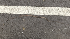 Dendrelaphis girii