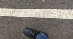 Dendrelaphis girii