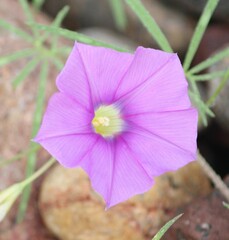 Ipomoea ternifolia