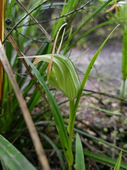 Pterostylis auriculata