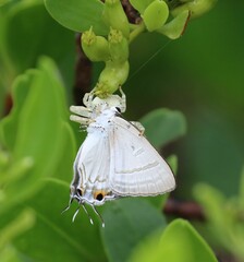 Hypolycaena phorbas