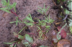 Camissonia strigulosa